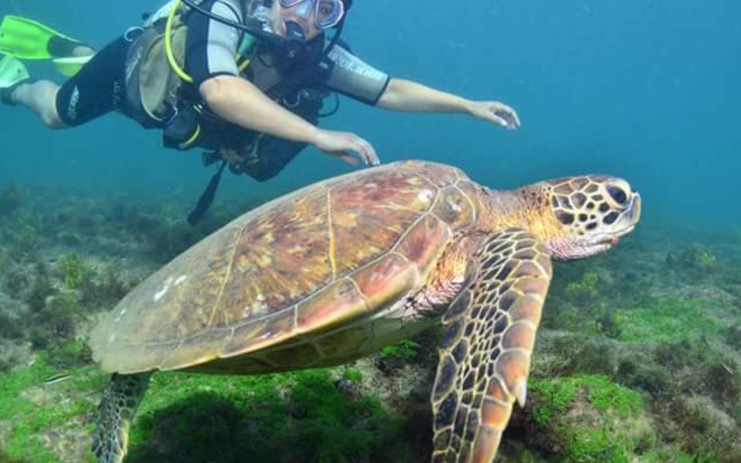 Mergulho em Bombinhas – Travessia das tartarugas